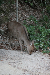 Cervus nippon