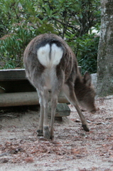 Cervus nippon