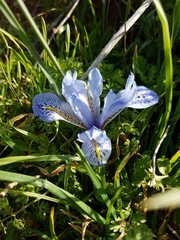 Iris histrio