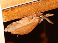 Phyllalia thunbergii