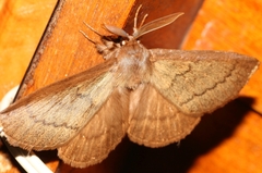 Phyllalia thunbergii