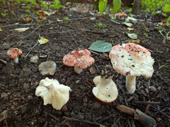 Russula aurora
