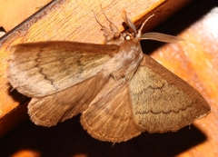 Phyllalia thunbergii