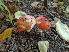 Russula aurora