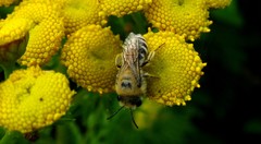 Colletes daviesanus