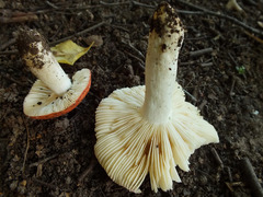 Russula aurora