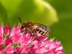 Colletes daviesanus