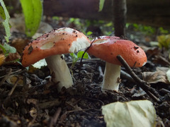 Russula aurora