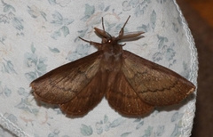 Phyllalia thunbergii
