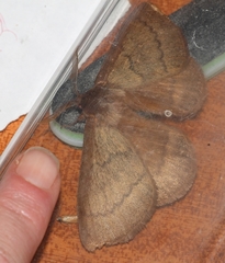 Phyllalia thunbergii