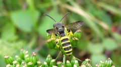 Cerceris arenaria