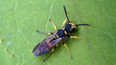 Cerceris arenaria