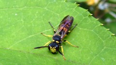 Cerceris arenaria