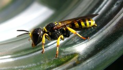Ectemnius lituratus
