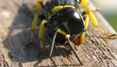 Ectemnius lituratus