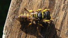 Ectemnius lituratus
