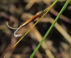 Schoenus gracillimus