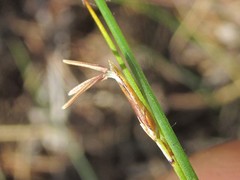 Schoenus gracillimus