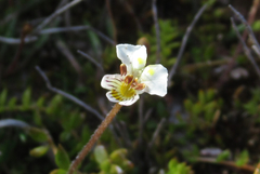 Euphrasia wettsteiniana