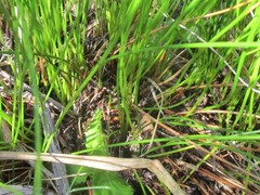 Schoenus gracillimus