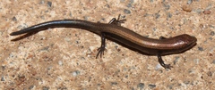 Panaspis wahlbergii