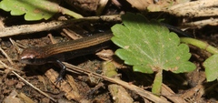 Panaspis wahlbergii