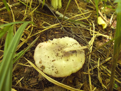 Russula alutacea