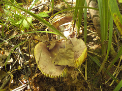 Russula alutacea