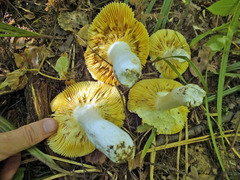 Russula alutacea