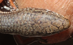 Panaspis wahlbergii