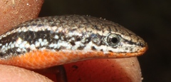 Panaspis wahlbergii