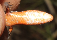 Panaspis wahlbergii