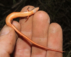 Panaspis wahlbergii