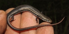 Panaspis wahlbergii