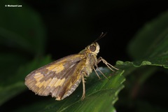 Potanthus serina