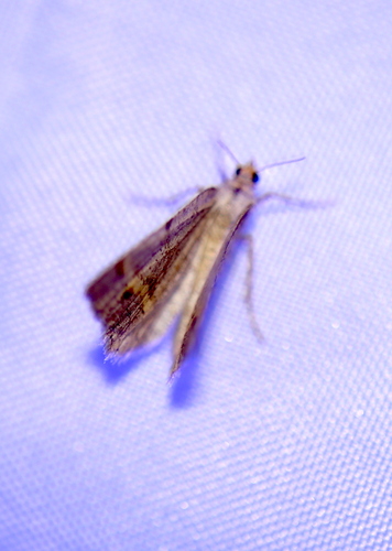 iNaturalist observation photo of Macaria