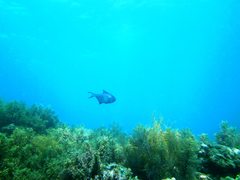 Pempheris multiradiata