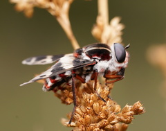 Pelecorhynchus nigripennis