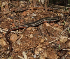 Panaspis wahlbergii
