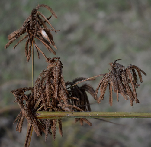 Cyperus procerus iNat (3)