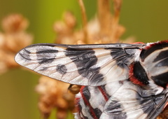 Pelecorhynchus nigripennis