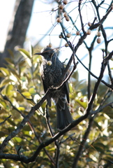 Hypsipetes amaurotis