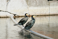 Phalacrocorax carbo