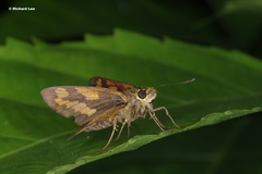 Potanthus serina