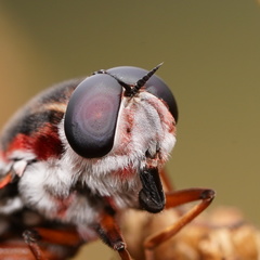 Pelecorhynchus nigripennis