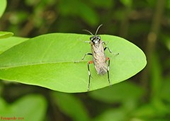 Macrophya punctumalbum