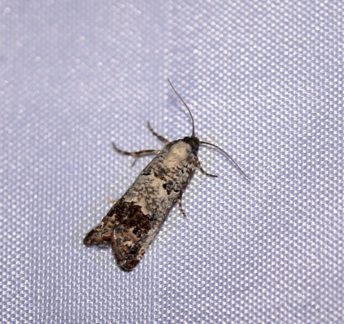 iNaturalist observation photo of Pelochrista eburata