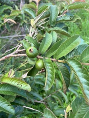 Psidium guajava image