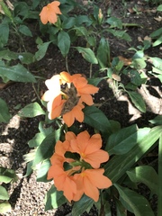 Crossandra infundibuliformis