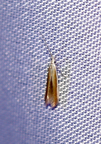 iNaturalist observation photo of Coleophora accordella